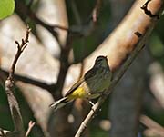 Picture/image of Palm Warbler