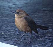 Picture/image of Boat-tailed Grackle