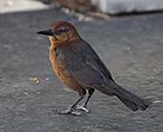 Picture/image of Boat-tailed Grackle
