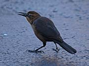 Picture/image of Boat-tailed Grackle