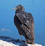 Picture/image of Black Vulture