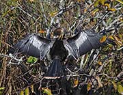 Picture/image of Anhinga