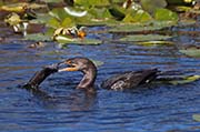 Picture/image of Double-crested Cormorant