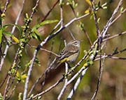 Picture/image of Palm Warbler