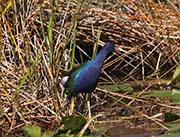 Picture/image of Purple Gallinule
