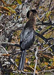 Picture/image of Anhinga