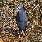 Picture/image of Little Blue Heron