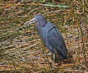 Picture/image of Little Blue Heron