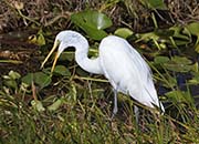 Picture/image of Great Egret