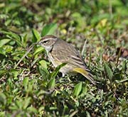 Picture/image of Palm Warbler