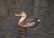 Picture/image of Pied-billed Grebe