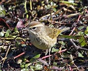 Picture/image of Palm Warbler