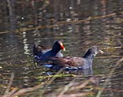 Picture/image of Common Gallinule