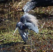 Picture/image of Tricolored Heron