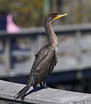 Picture/image of Double-crested Cormorant