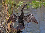 Picture/image of Anhinga