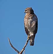 Picture/image of Red-shouldered Hawk