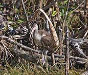 Picture/image of White Ibis