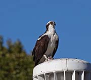 Picture/image of Osprey