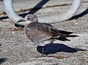 Picture/image of Laughing Gull