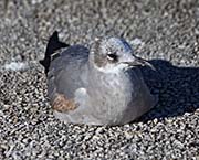 Picture/image of Laughing Gull