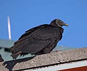 Picture/image of Black Vulture