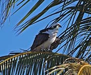 Picture/image of Osprey