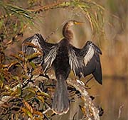 Picture/image of Anhinga