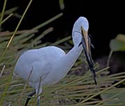 Picture/image of Great Egret