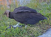 Picture/image of Black Vulture