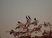 Picture/image of Boat-tailed Grackle