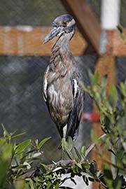 Picture/image of Yellow-crowned Night-Heron