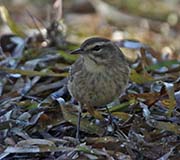Picture/image of Palm Warbler