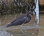 Picture/image of Tricolored Heron