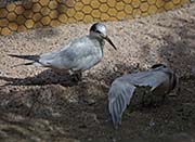 Picture/image of Sandwich Tern