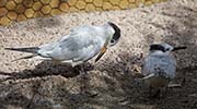 Picture/image of Sandwich Tern