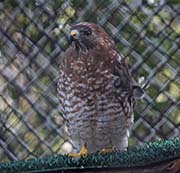 Picture/image of Broad-winged Hawk