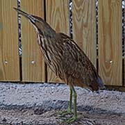 Picture/image of American Bittern