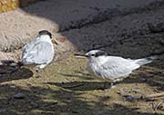Picture/image of Sandwich Tern
