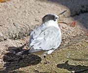 Picture/image of Sandwich Tern