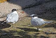 Picture/image of Sandwich Tern