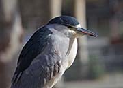 Picture/image of Black-crowned Night-Heron