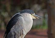 Picture/image of Black-crowned Night-Heron