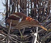 Picture/image of Least Bittern