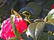 Townsend's Warbler