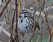 Picture/image of Song Sparrow