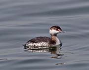 Picture/image of Horned Grebe