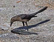 Picture/image of Great-tailed Grackle