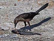 Picture/image of Great-tailed Grackle