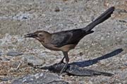 Picture/image of Great-tailed Grackle